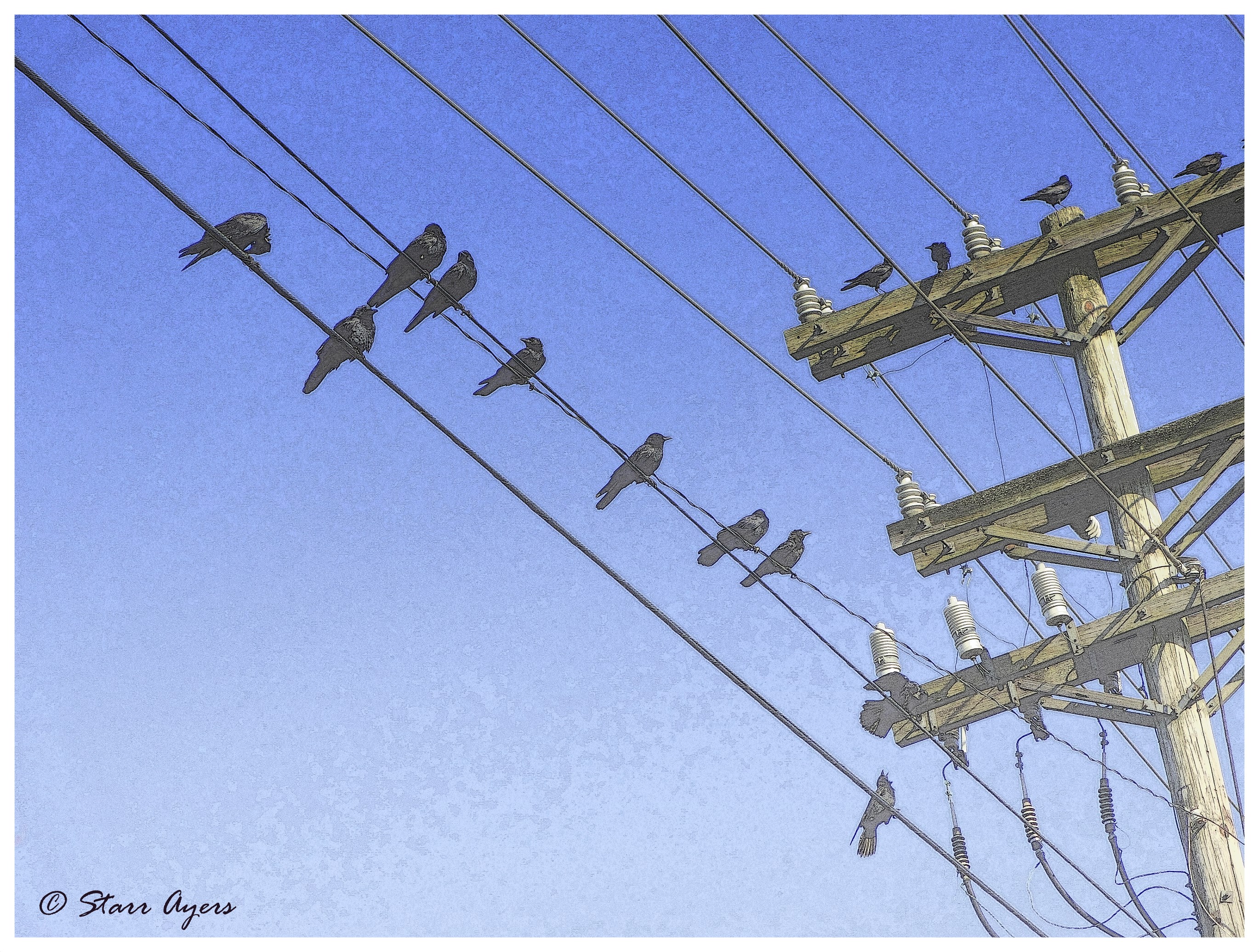 BIRDS ON A WIRE