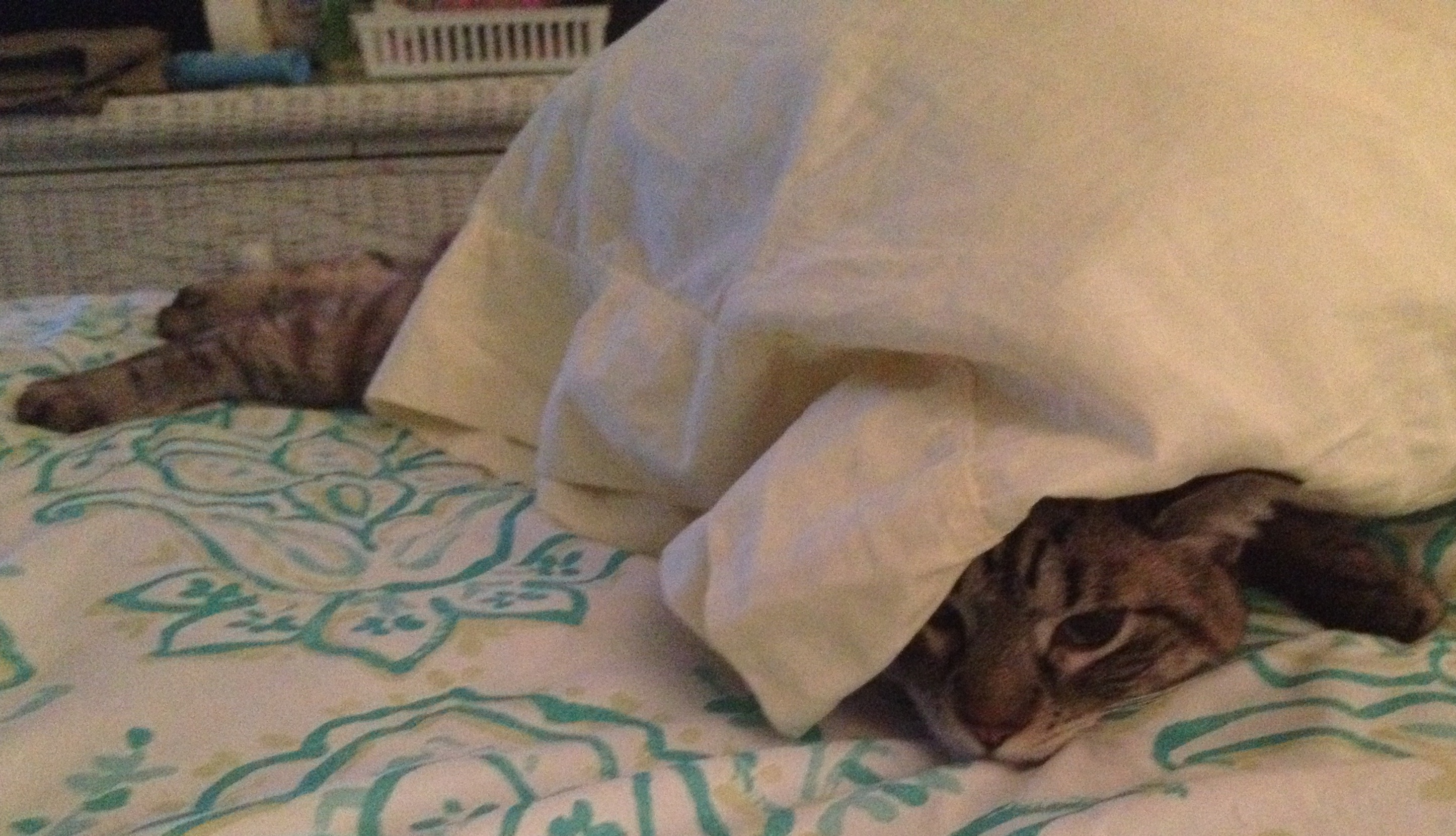 Leo_bed