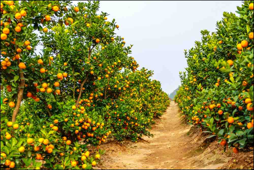 Thursday_Day_Four_Pic-Tangerines