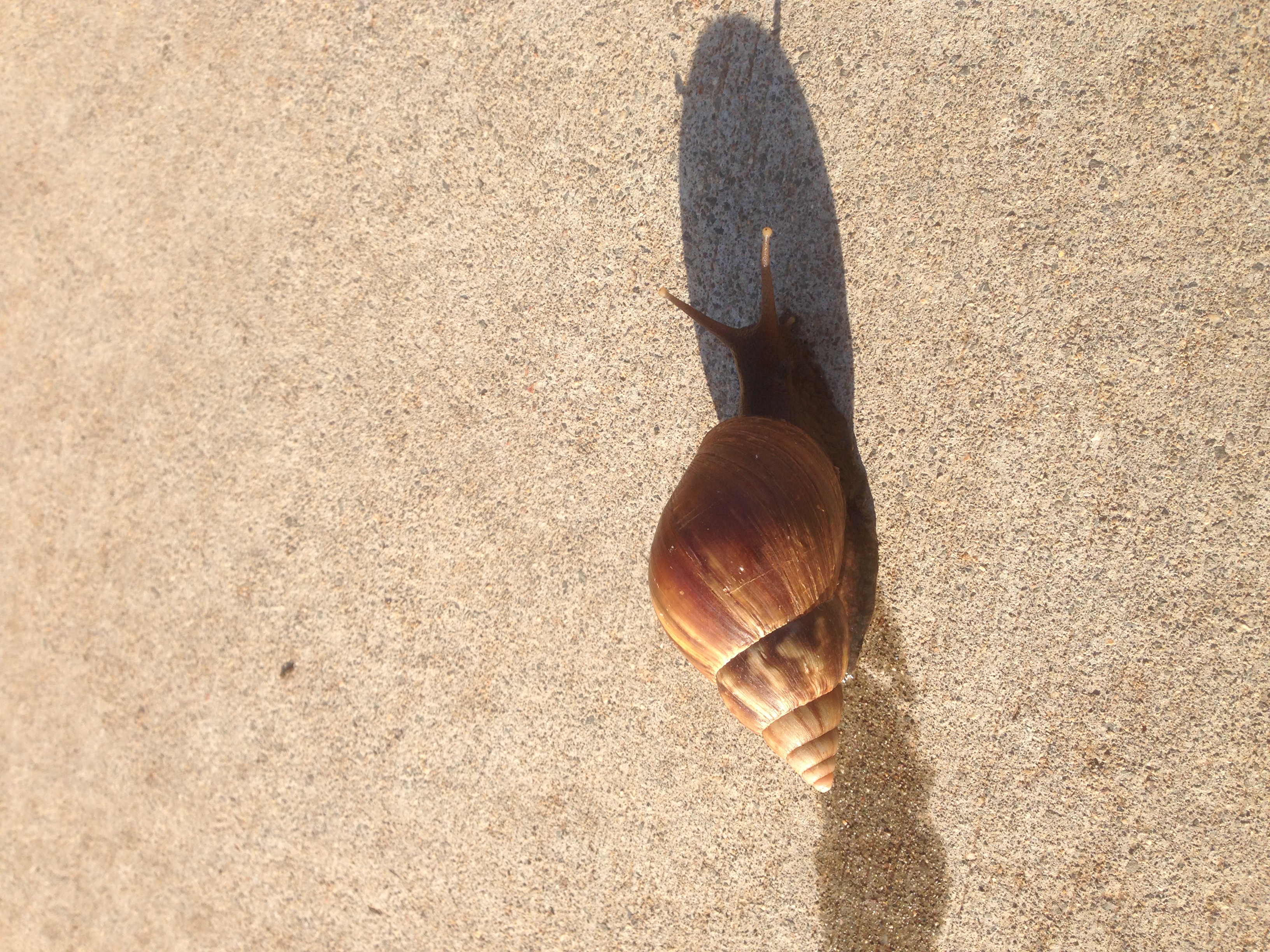 Thursday_Day_Four_Pic_#2-snail