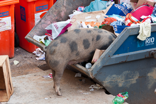 Pig_in_Trash