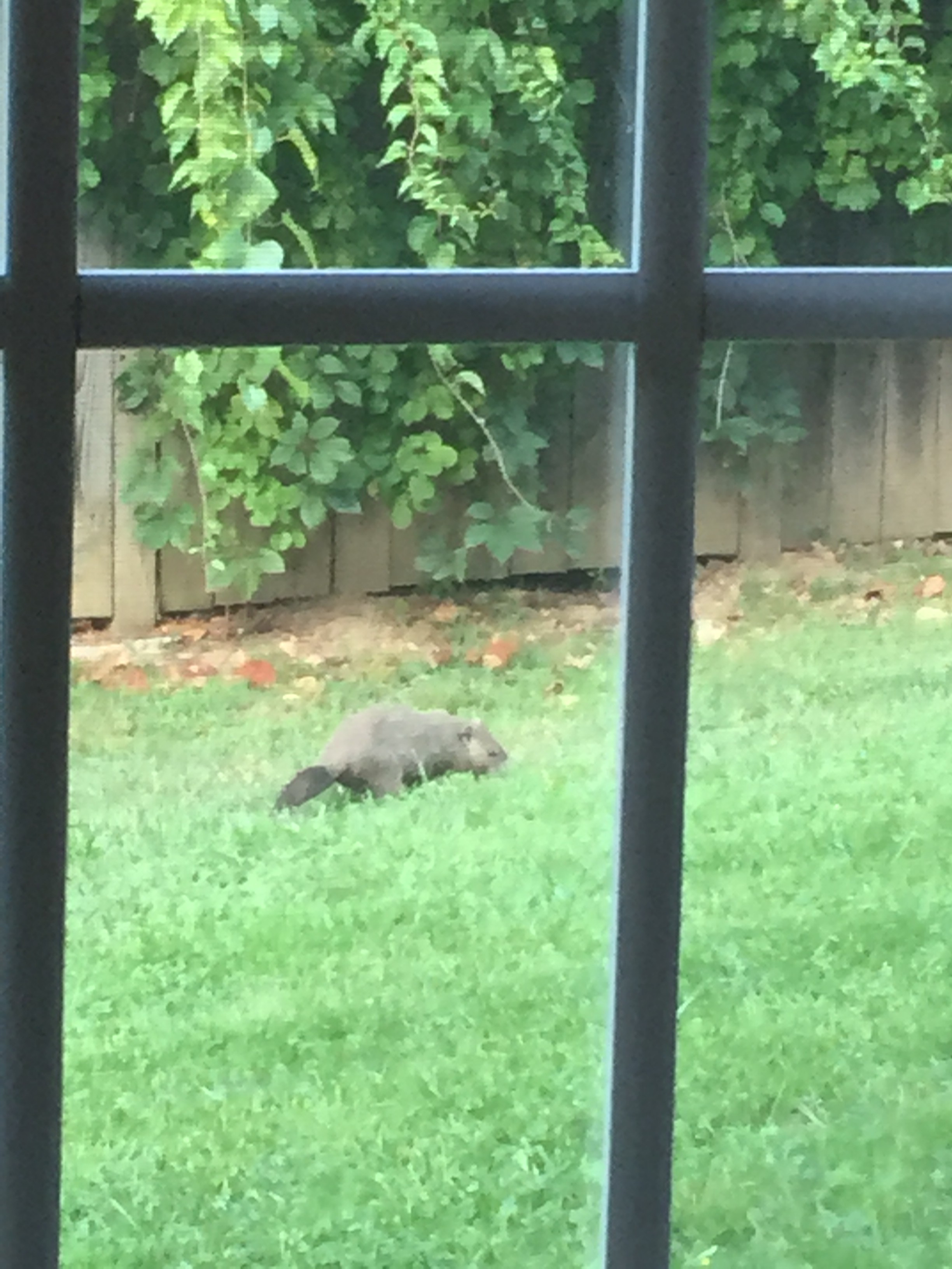 Rodent_eating_grass Diligence: Make Hay While the Sun Shines