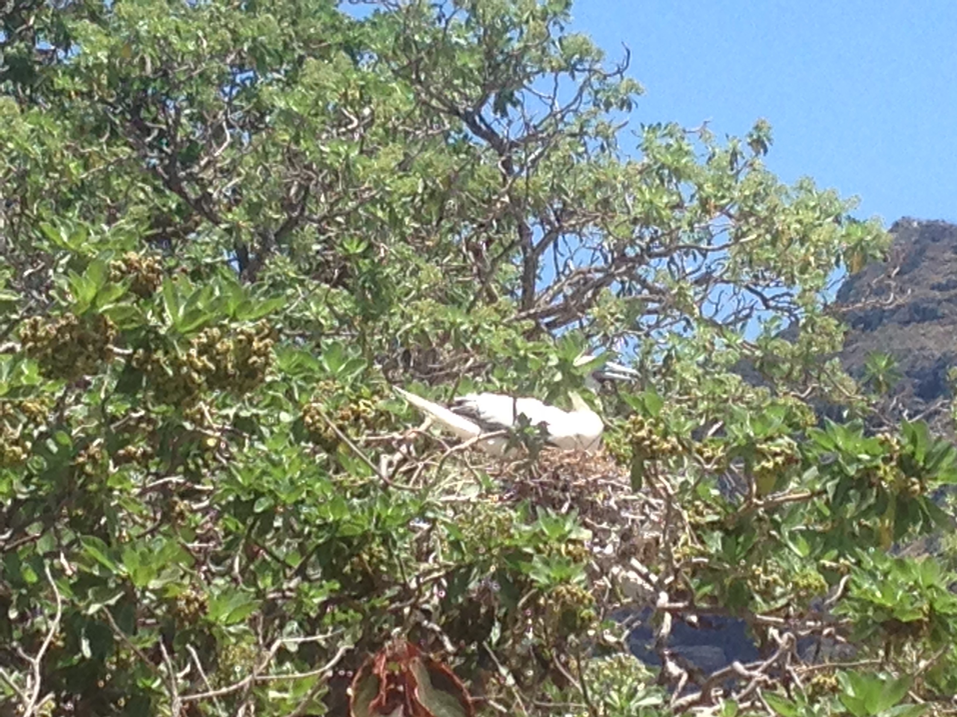 White_Bird_in_Tree