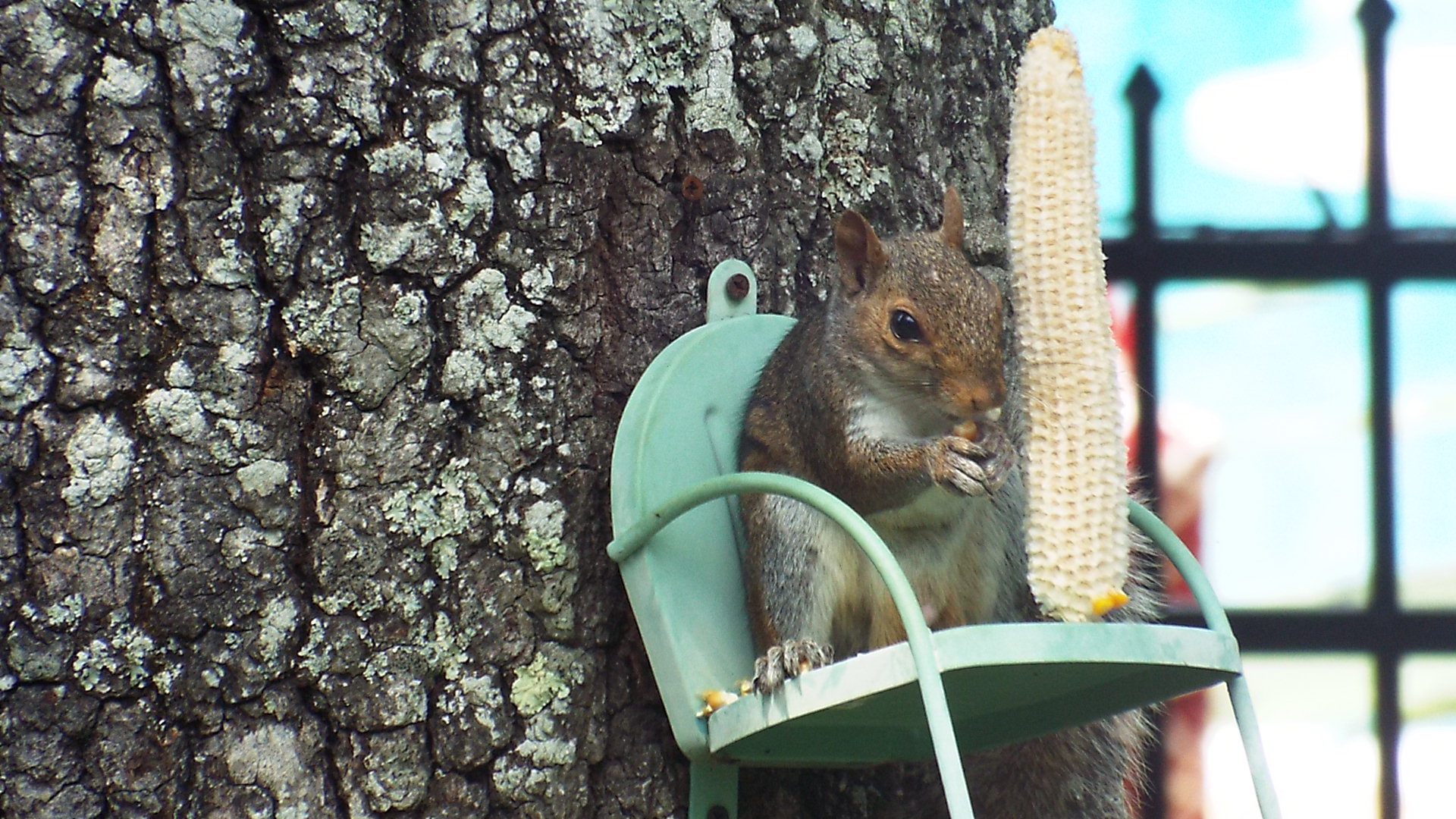 god is at work among us squirrel, GOD'S HAND IS AT WORK AMONG US