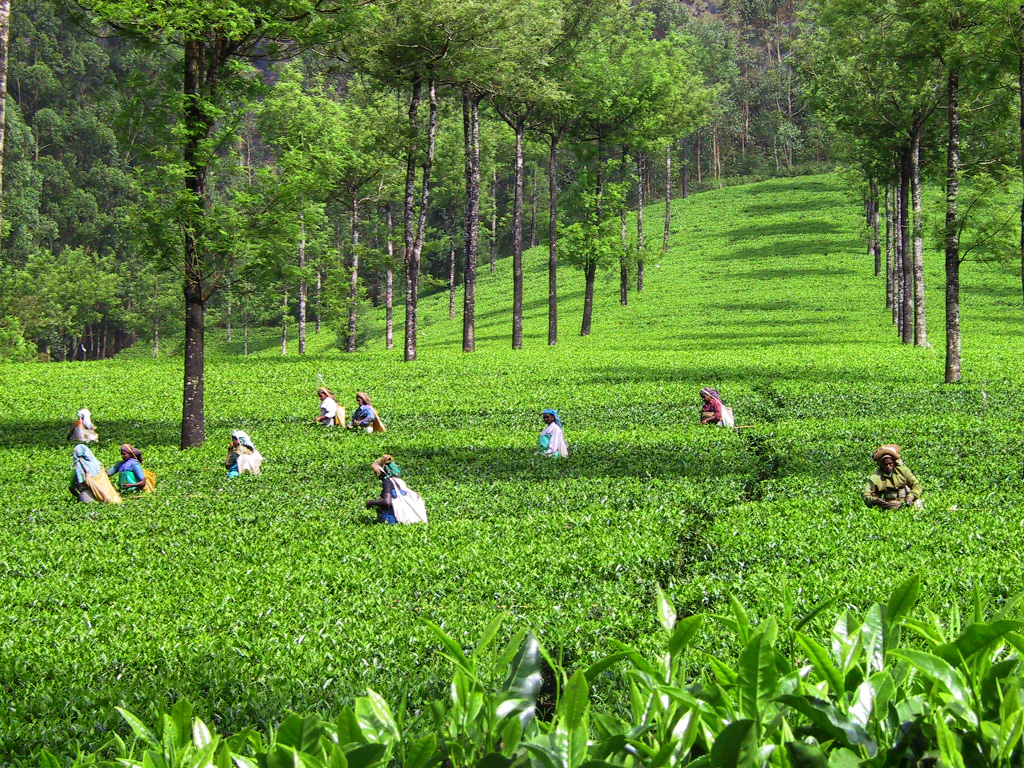 Tea field. Чайные плантации в Индии. Плантации чайные плантации Индии. Чайные плантации Зугдиди. Индия чайные плантации Ассам.