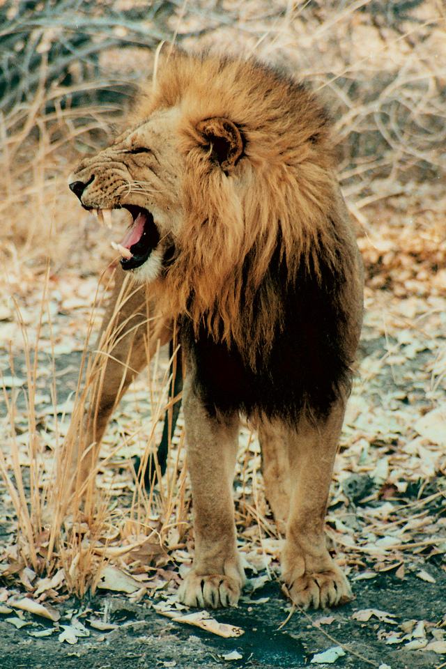 lion-1411154-640x960